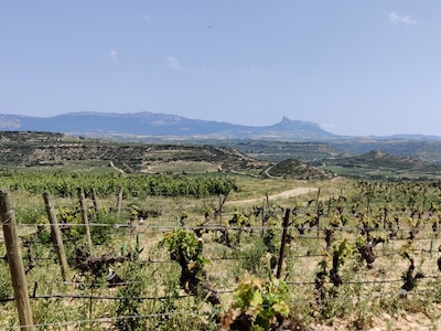 Marqués de Riscal